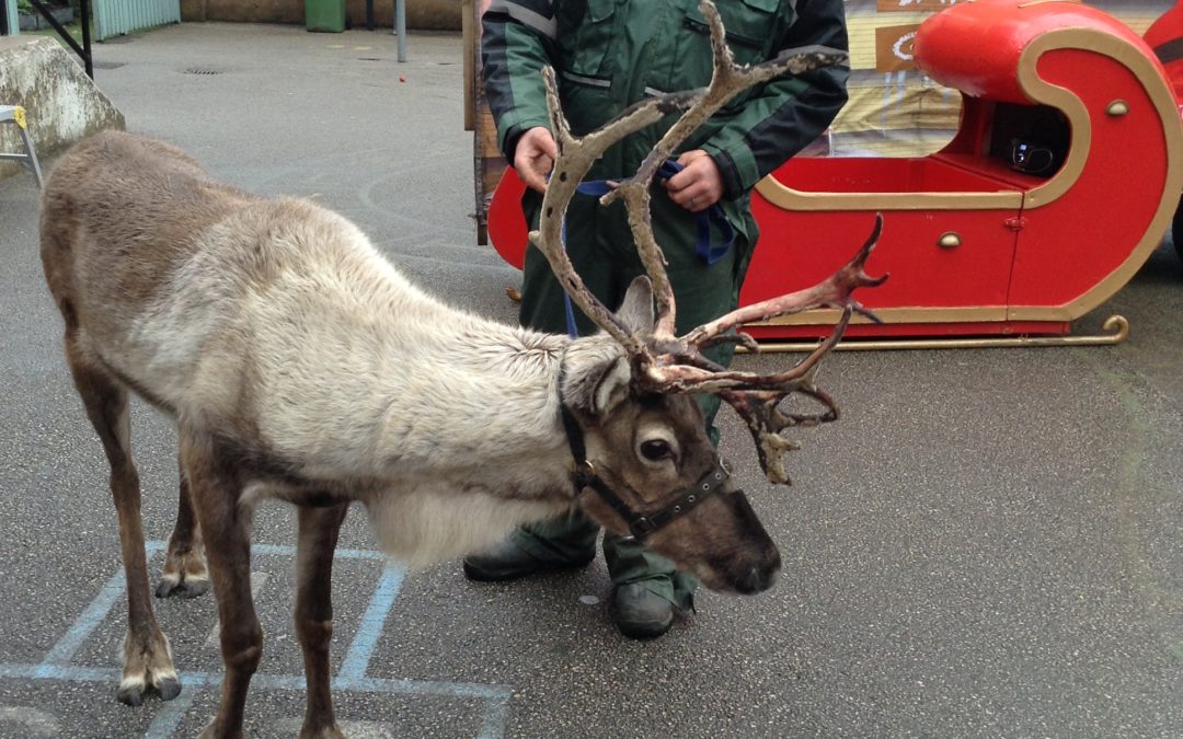 Reindeer everywhere!