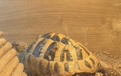 Year 1 tortoise visit